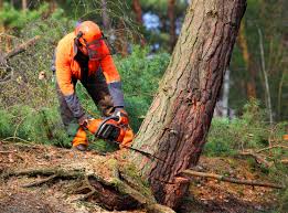 Best Leaf Removal  in Sherrill, NY