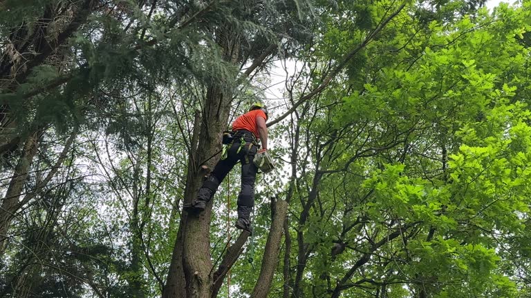 Tree and Shrub Care in Sherrill, NY